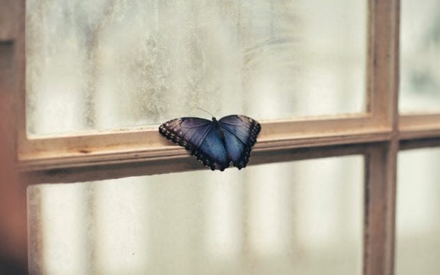 Image of butterfly on window sill.