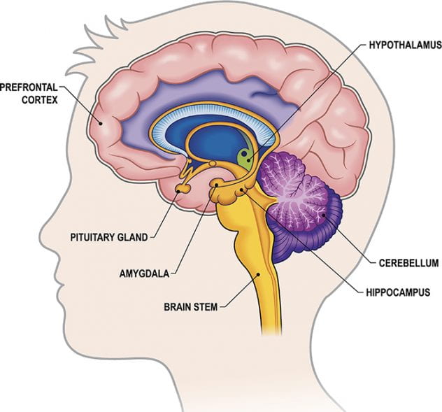 Labeled view of brain.