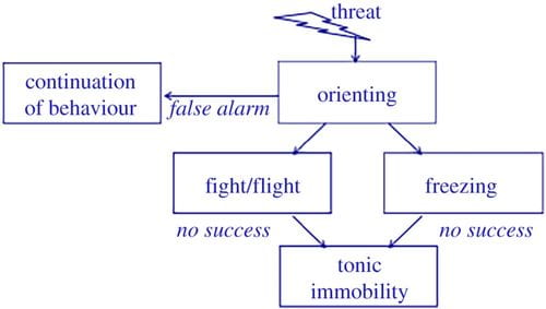 Fear response model.