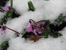 Cyclamen_coum_in_melting_snow2