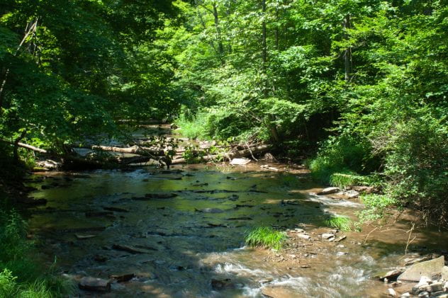 Shallow creek surrounded by green trees 