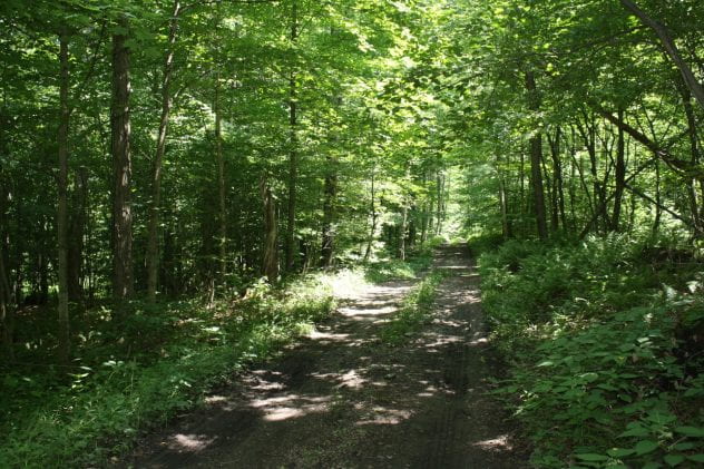 Dirt road path surrounded by trees