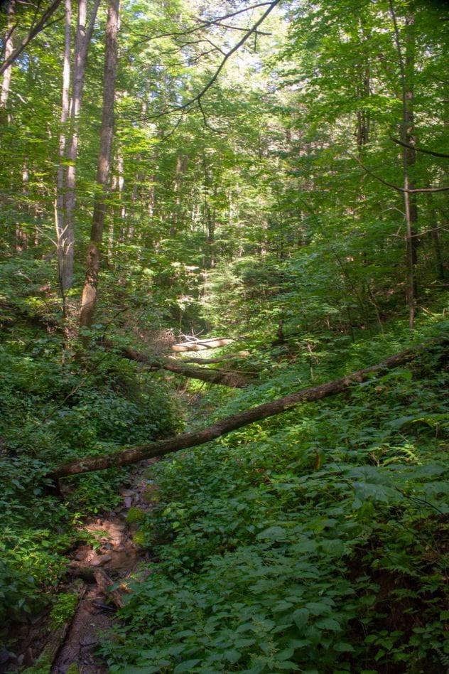 Dense forest surrounded by greenery and trees with fallen trees in the center of the photo.  
